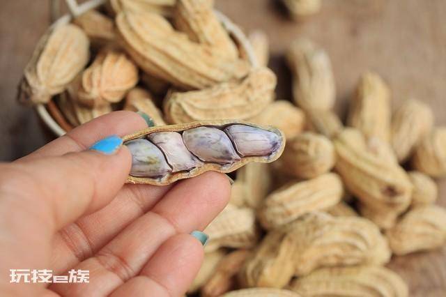 种花生一窝下种几粒(这些怎样促进多结果小技巧需掌握)-图片3